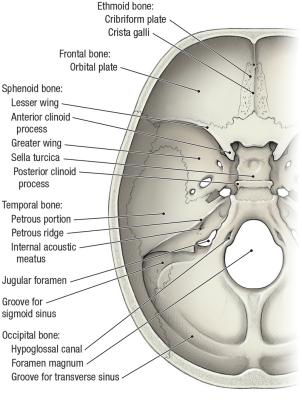 thumbs/Floor of Cranial Cavity.jpeg.jpg